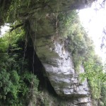 Lianes at the Limestone Arc