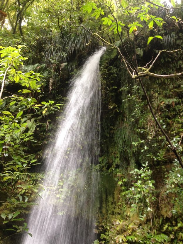 Picture of one of the forest's waterfalls