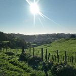 Picture of Waitomo landscape