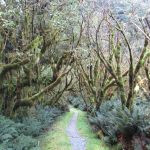 Image of Fiordland's cold rainforest